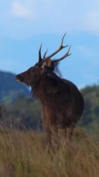 Sambar stag on the hills in Sri Lanka