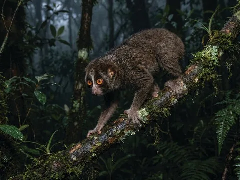 Slender loris at night in Sri Lanka