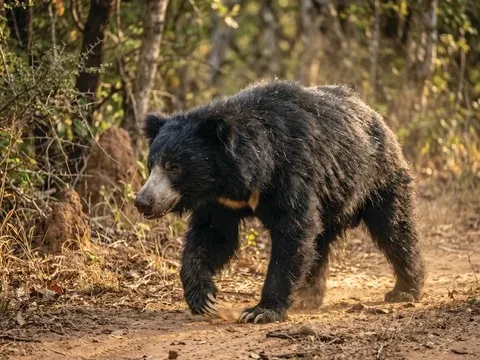 Sloth bear on a trail in Sri Lanka