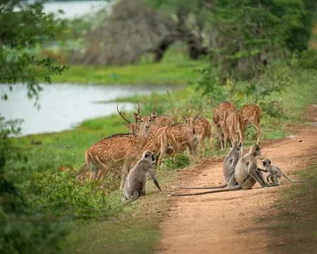 Spotted deer and langurs in Sri Lanka