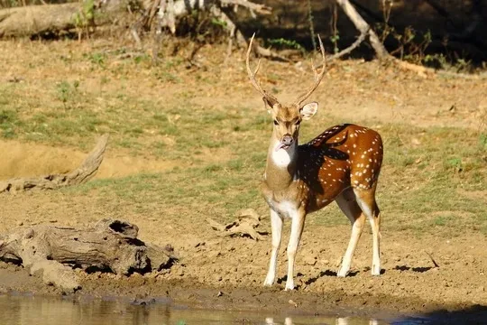 Spotted deer at a waterhole in Sri Lanka