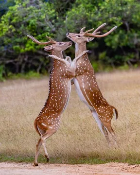 Spotted deer sparring in Sri Lanka