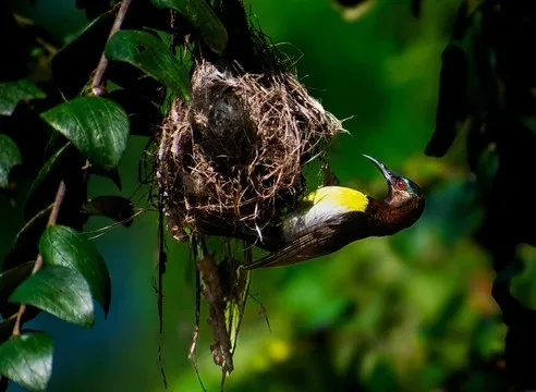 Sunbird at its nest in Sri Lanka