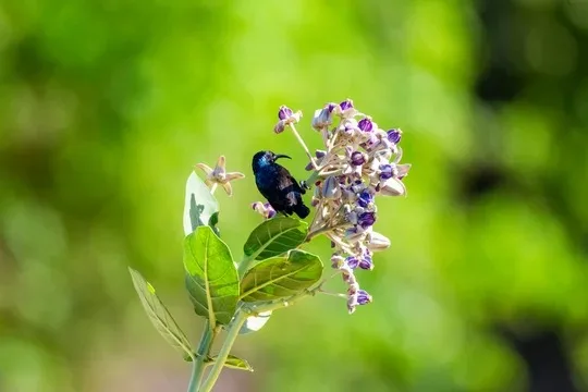 Sunbird on crown flower in Sri Lanka