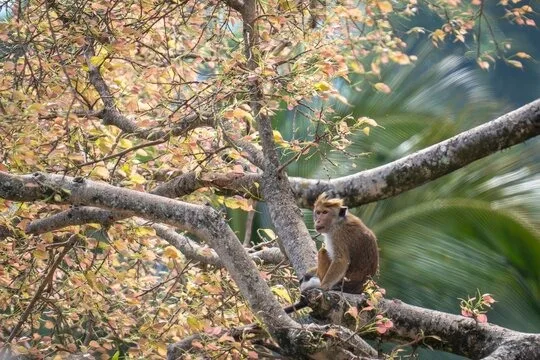 Toque macaque in a tree in Sri Lanka