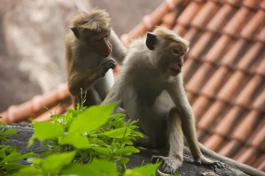 Toque macaques on a roof in Sri Lanka