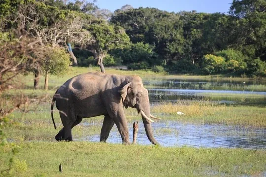Tusker beside a lake in Sri Lanka
