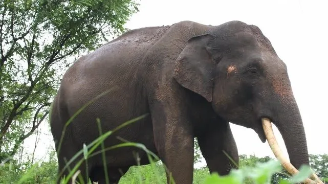 Tusker in the grass in Sri Lanka