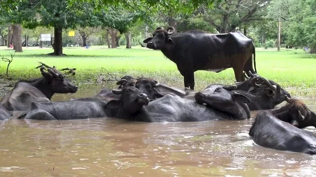 Water buffalo wallowing in Sri Lanka