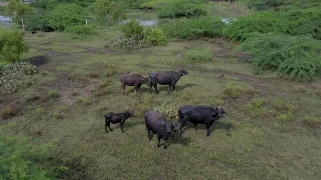 Wild buffalo herd in Sri Lanka