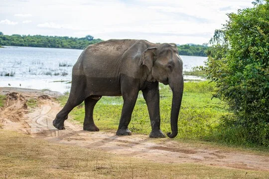 Wild elephant at a lake in Sri Lanka
