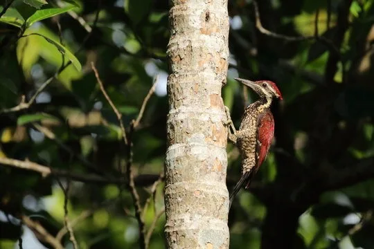 Woodpecker on a trunk in Sri Lanka