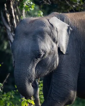 Young elephant in Sri Lanka